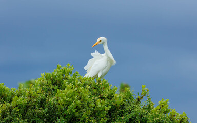 snowy egret walking on green bush