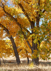 fall autumn yellow orange leaves on tree