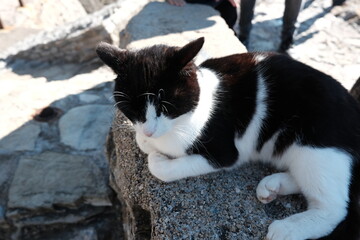 black and white cat lying on stone in the shadow of the sun