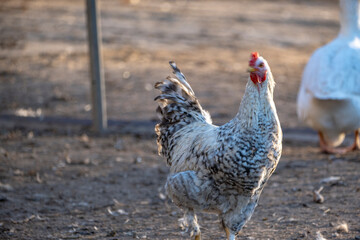 Chicken on traditional free range poultry farm