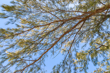 Caribbean pine tree canopy along the beaches of Bimini Island in the Bahamas wave in the warm ocean breeze