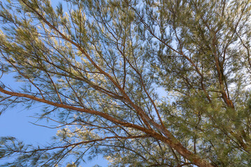 Caribbean pine tree canopy along the beaches of Bimini Island in the Bahamas wave in the warm ocean breeze