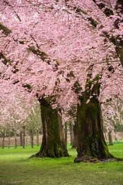 Sakura, Cherry Tree Photography