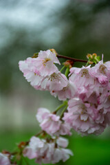 Sakura, Cherry Tree Photography