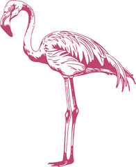 Flamingo bird clipart desing illustraion