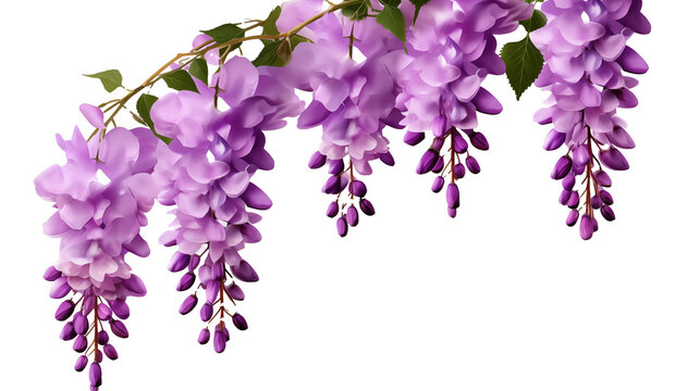 lilac isolated on transparent background