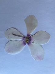 White cyclamen pressed bloom