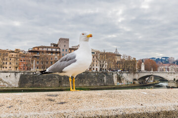 Gull in front of the Ponte Vittorio Emanuele II bridge in Rome, Italy