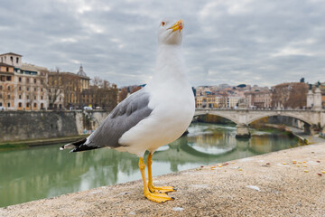 Gull in front of the Ponte Vittorio Emanuele II bridge in Rome, Italy