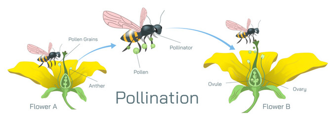 The process of transferring pollen grains from anther to stigma to different anther and stigma of flower is called pollination. Pollination vector illustration. Self pollination and cross pollination