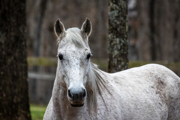 Fototapeta premium Gray quarter horse portrait