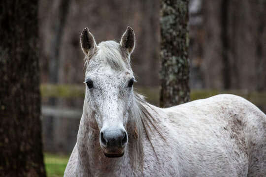 Gray quarter horse portrait