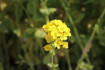 Fototapeta premium 福岡県古賀市の筵内菜の花公園