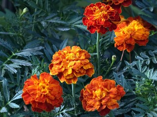 Flowers in garden ,beautiful marigold.