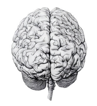 Drawing of a human brain seen from behind. Transparent background