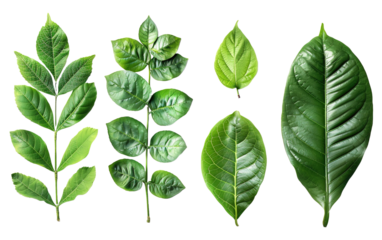 Beautiful green leaves of tropical plants  on transparent background, png	