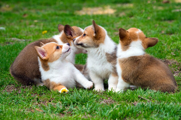 Portrait of cute pembroke welsh corgi puppies