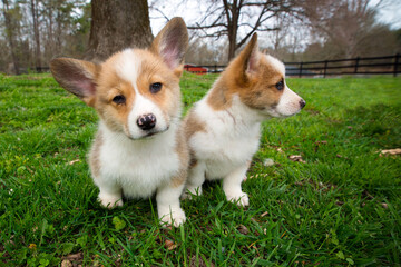 Portrait of cute pembroke welsh corgi puppies