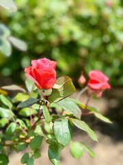 bush of wild tea roses in the park