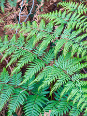 Discover the intricate beauty of Queensland's bushland with lush fern details, a testament to nature's intricate artwork.