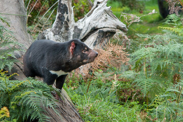 Tasmanian Devil, the largest marsupial predator in Australia nowadays 