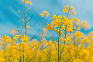 Rapeseed crops with blooming yellow flowers in spring on a sunny day