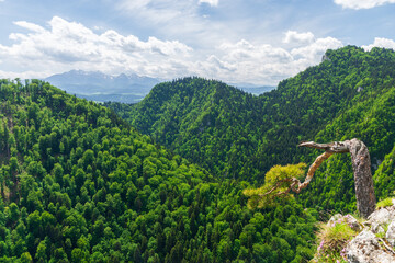 Sunny summer day view from Sokolica peak in Pieniny Mountains with a famous dwarf pine tree at the...
