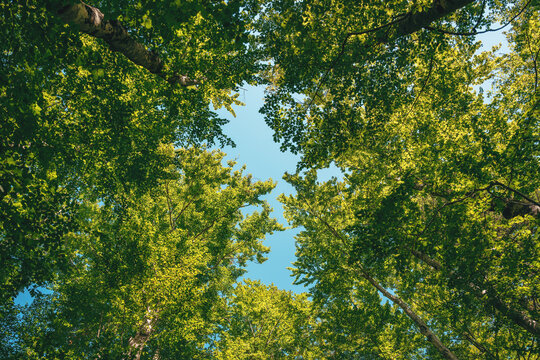 Looking up at the lush green treetops in deciduous forest with fraction of blue sky in the middle as copy space