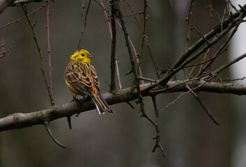 Trznadel ptaki występujące w polskich lasach, kolorowe ptaki w polsce, wróblowate.