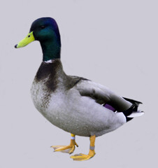 duck