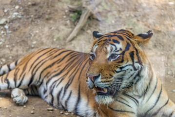 Bergamo, lombardia, italy, parco naturale, animali,