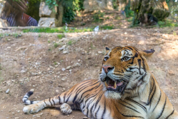 Bergamo, lombardia, italy, parco naturale, animali,