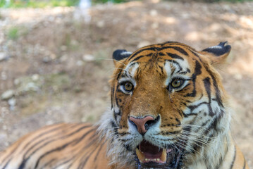 Bergamo, lombardia,  parco naturale,  animali