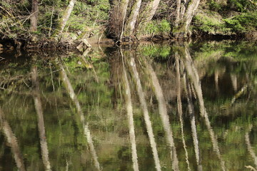 reflet d'arbres