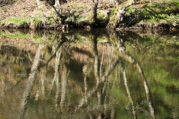 reflet d'arbres