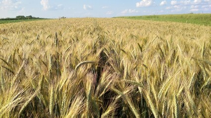 field of wheat - obrazy, fototapety, plakaty