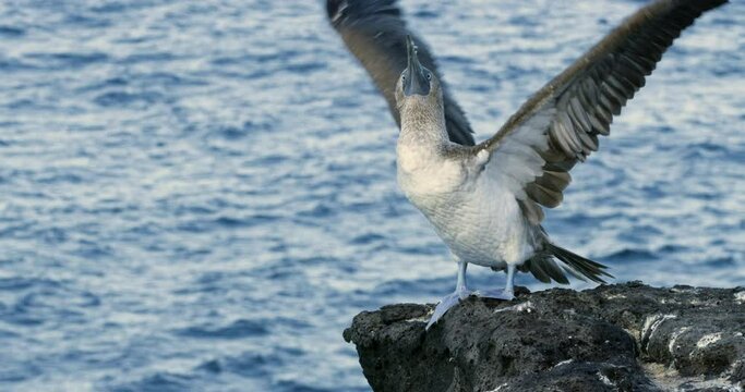 Blue footed booby flapping its wings fast as it stands on a high rock.