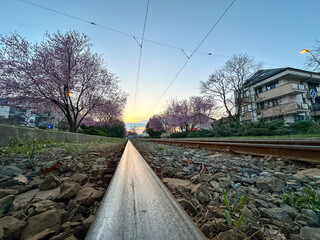 tram tracks in an area with beautiful flowering trees.