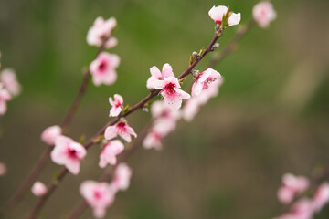  Peach blossom branch on blurred background. Copy space.