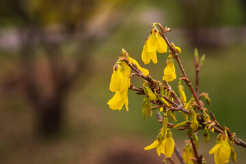 Sprigs of forsythia flowers with raindrops hanging on the petals. Blurred background.
