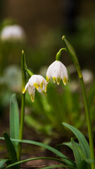Snowdrops with blurred background, spring flowers.