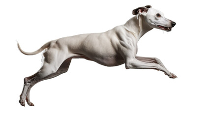 A graceful white dog joyfully leaps through the air
