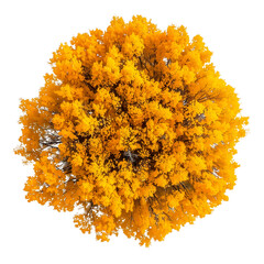Top view of autumn trees isolated on a white or transparent background. Autumn tree crowns from a bird's eye view in yellow-red tones. Graphic design element with a natural theme