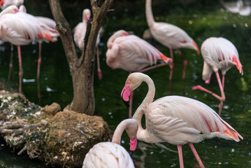Bergamo, lombardia,  parco naturale,  animali