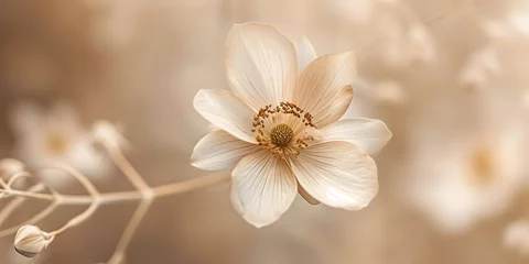 Keuken spatwand met foto white magnolia flower © beltedk