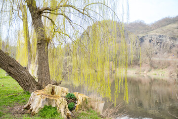 Willow leaves bloom in early spring near the Berunka River. Nature conservation © Oksana