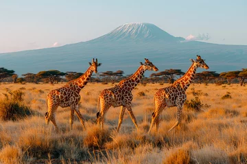 Papier Peint photo autocollant Kilimandjaro Giraffes in front of Mount Kilimanjaro at Amboseli National Park, Kenya, Africa
