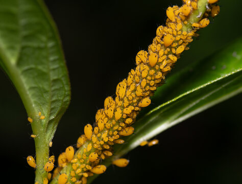 A plant is infested with tiny yellow aphids.