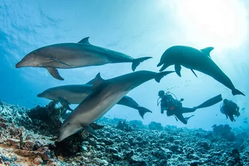 Foto op Plexiglas Group of dolphin with scuba diver, French Polynesia © Tropicalens