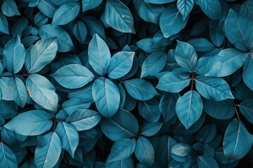 Blue leaves background. Top view of leaf background. Nature background.